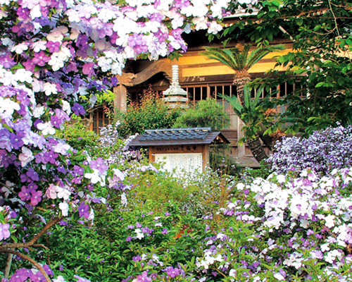 ジャスミンの寺